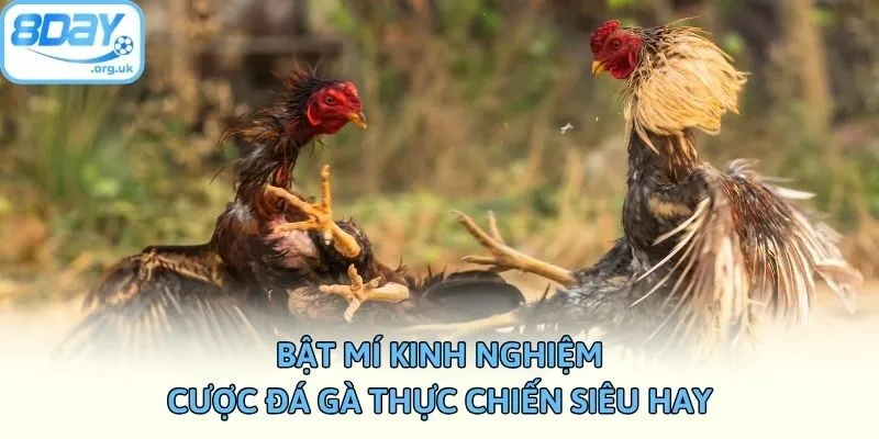 Bật mí kinh nghiệm cược đá gà thực chiến siêu hay