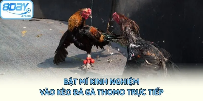 Bật mí kinh nghiệm vào kèo đá gà Thomo trực tiếp