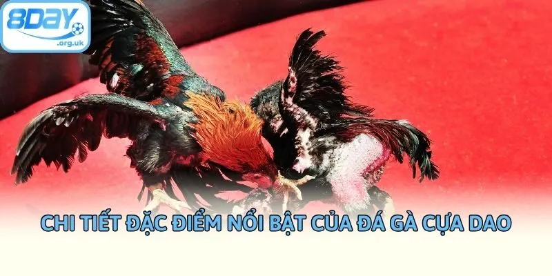 Chi tiết đặc điểm nổi bật của đá gà cựa dao