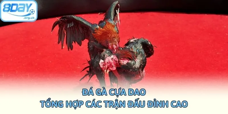Đá Gà Cựa Dao - Tổng Hợp Các Trận Đấu Đỉnh Cao