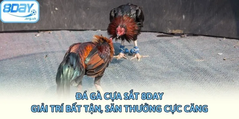 Đá Gà Cựa Sắt 8DAY - Giải Trí Bất Tận, Săn Thưởng Cực Căng