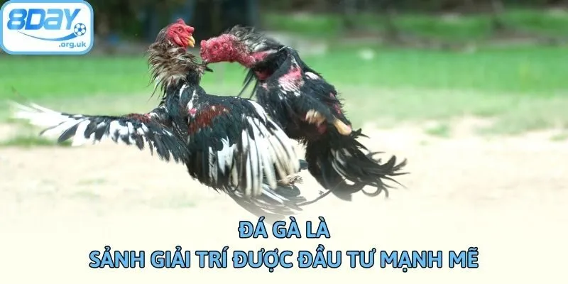 Đá gà là sảnh giải trí được đầu tư mạnh mẽ