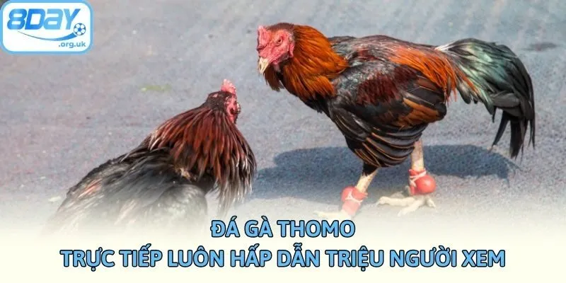 Đá Gà Thomo Trực Tiếp Luôn Hấp Dẫn Triệu Người Xem