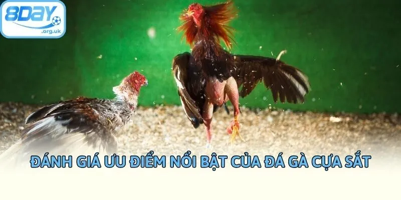 Đánh giá ưu điểm nổi bật của đá gà cựa sắt
