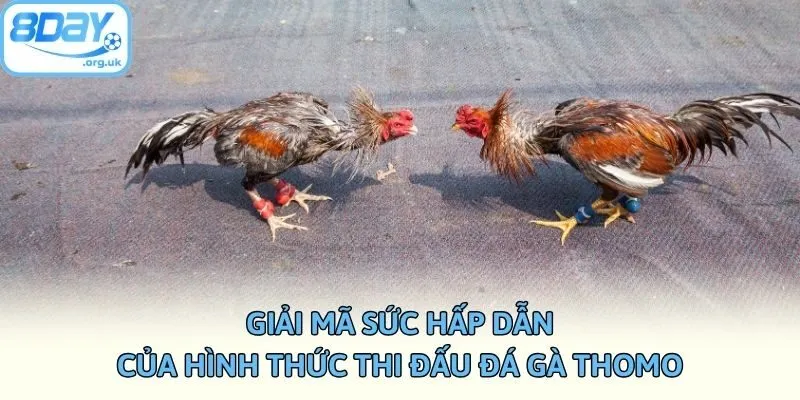Giải mã sức hấp dẫn của hình thức thi đấu đá gà Thomo