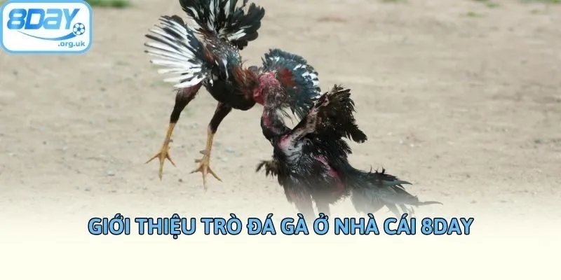 Giới thiệu trò đá gà ở nhà cái 8DAY