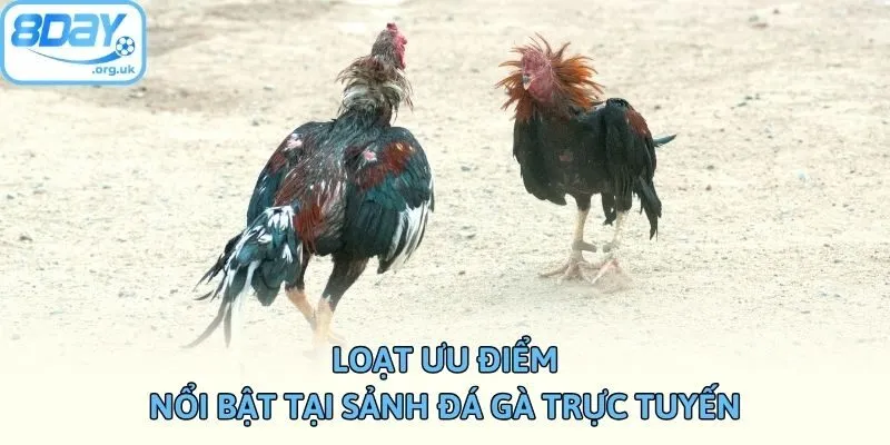 Loạt ưu điểm nổi bật tại sảnh đá gà trực tuyến