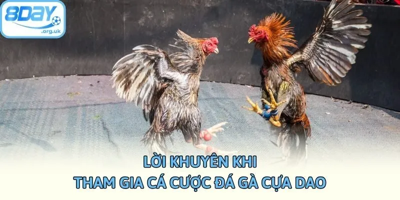 Lời khuyên khi tham gia cá cược đá gà cựa dao