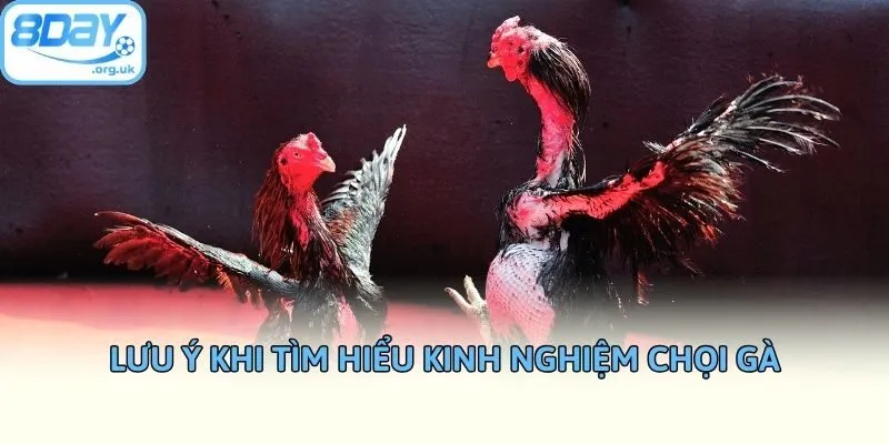 Lưu ý khi tìm hiểu kinh nghiệm chọi gà