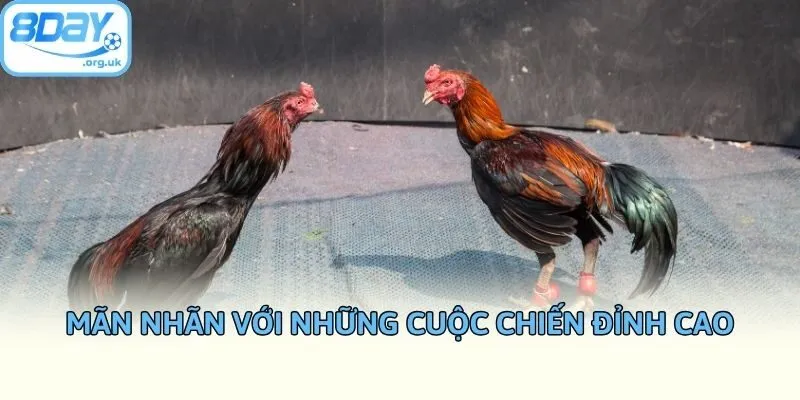 Mãn nhãn với những cuộc chiến đỉnh cao