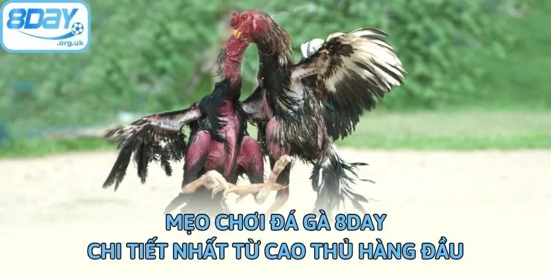 Mẹo Chơi Đá Gà 8DAY Chi Tiết Nhất Từ Cao Thủ Hàng Đầu