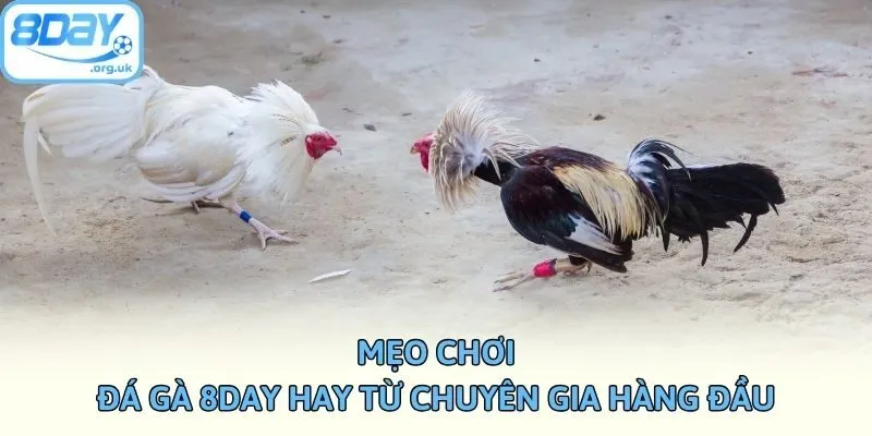 Mẹo chơi đá gà 8DAY hay từ chuyên gia hàng đầu