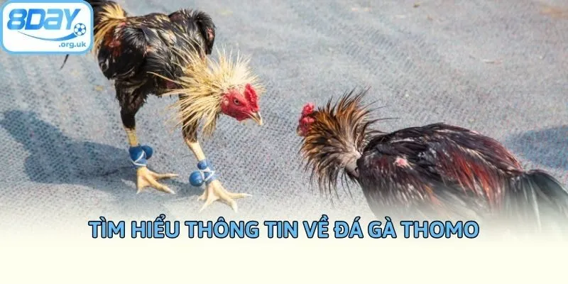 Tìm hiểu thông tin về đá gà Thomo