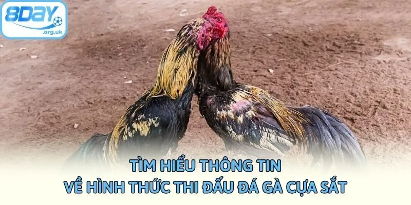 Tìm hiểu thông tin về hình thức thi đấu đá gà cựa sắt